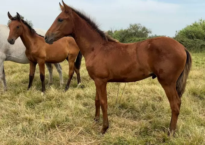 Cheval lusitanien à vendre