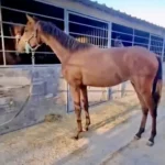 Lusitanien à vendre