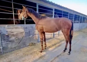 Lusitanien à vendre