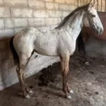 Lusitanien à vendre