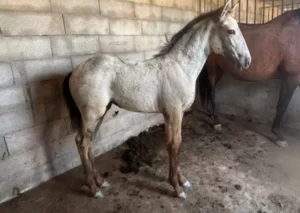 Lusitanien à vendre