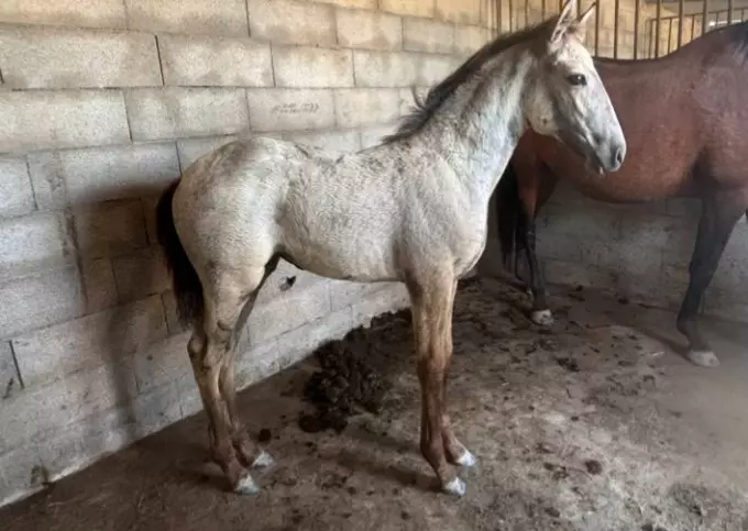 Lusitanien à vendre