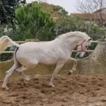Cheval Lusitanien à l'adoption