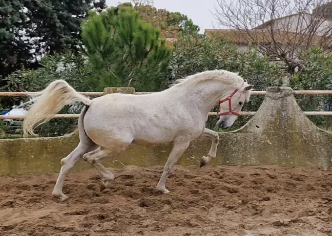 Cheval Lusitanien à l'adoption