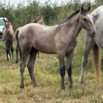 Pur sang lusitanien à vendre