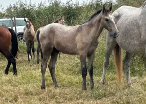 Pur sang lusitanien à vendre