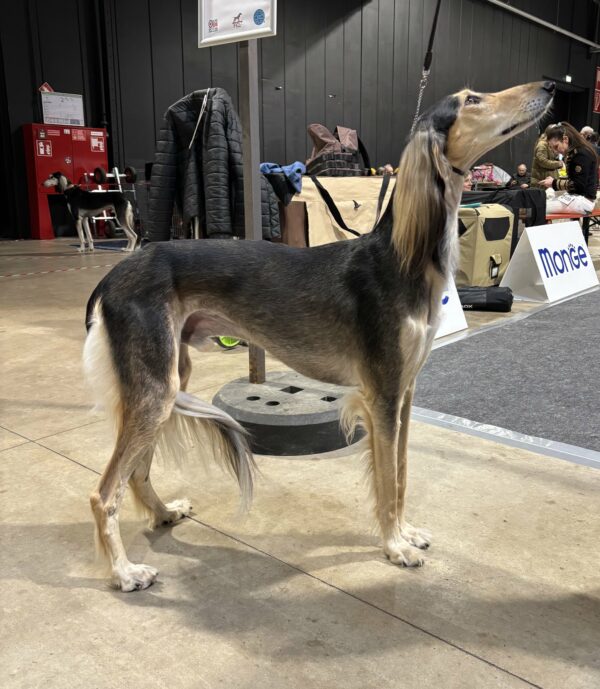 Adoption saluki France