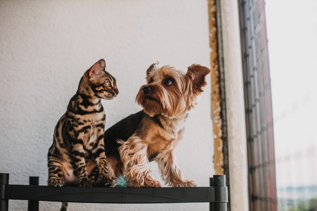 Adopter un chat avec un chien