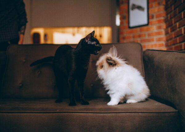 Entente chat et lapin