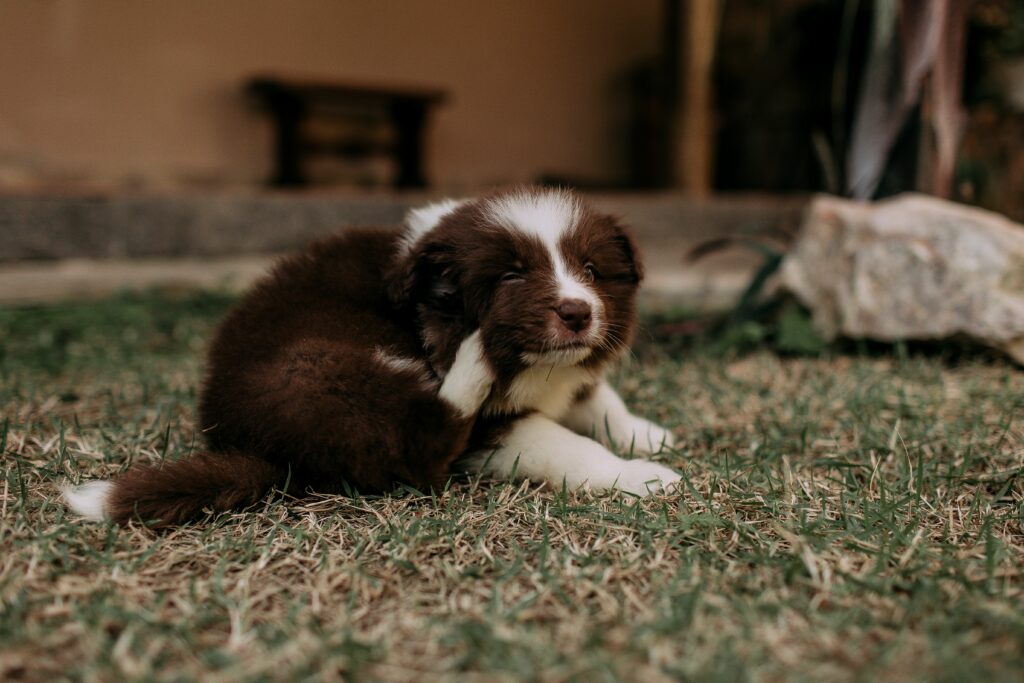 Tiques sur chien