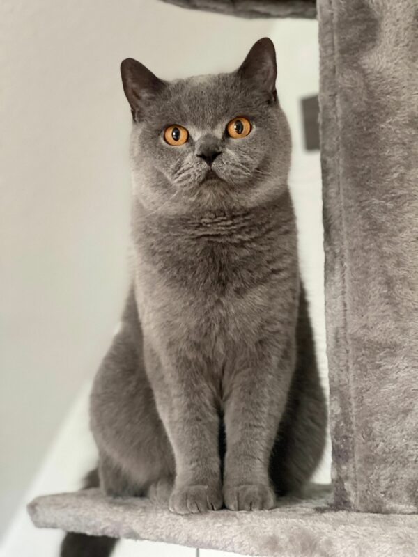 British Shorthair à adopter