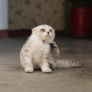 Tiques chez le chat
