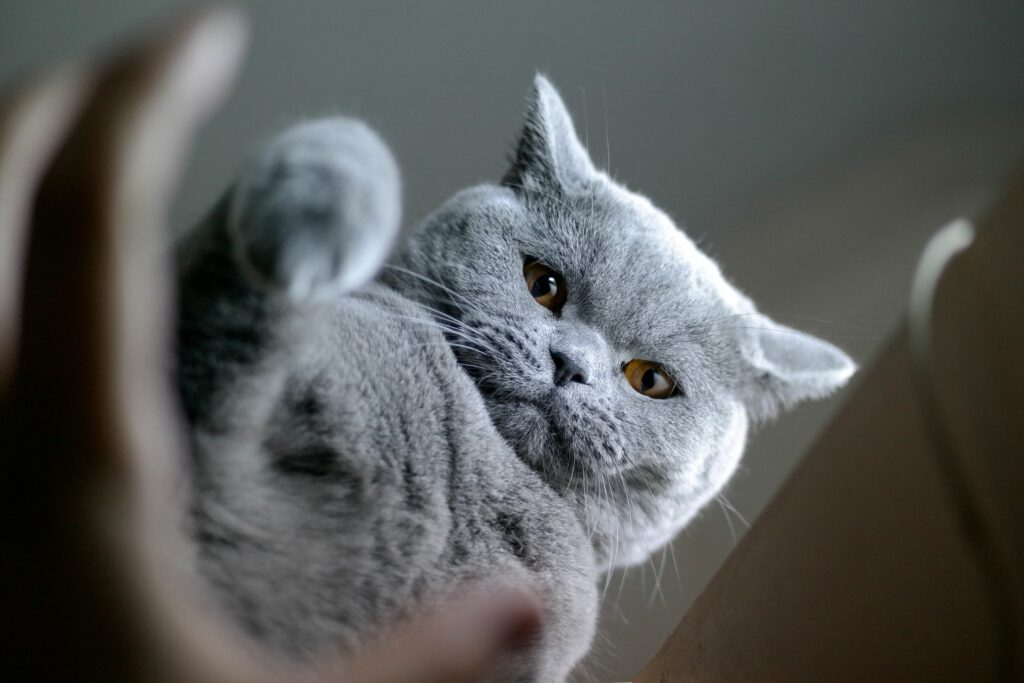 British Shorthair à l'adoption