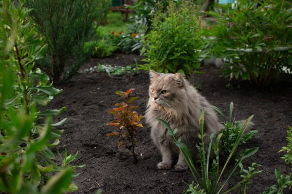 Cat garden