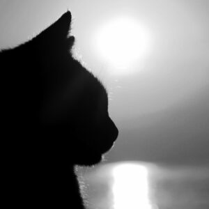 Faire le deuil de son chat
