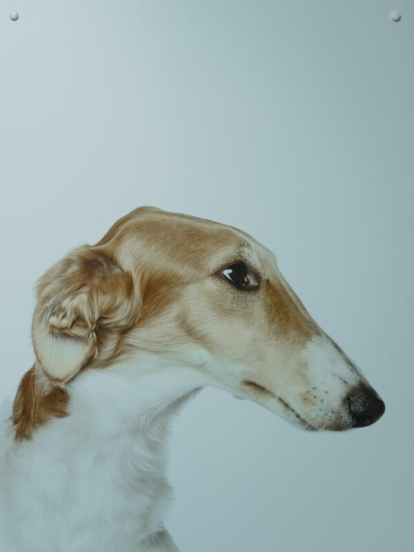 Histoire du Saluki