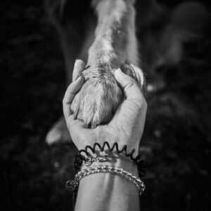 Faire le deuil de son animal