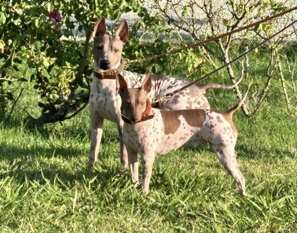 Terrier Nu Américain