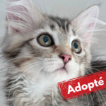Cat adopted