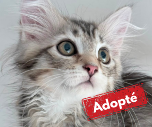 Cat adopted