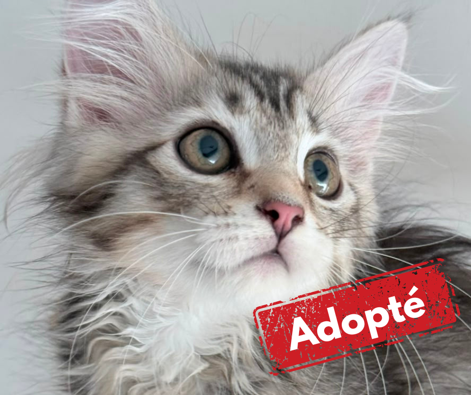 Cat adopted