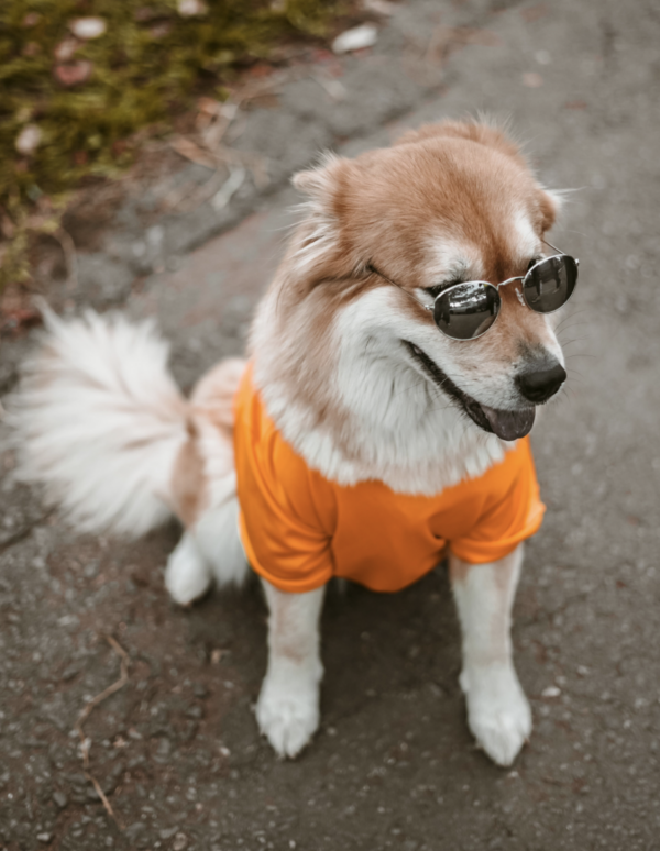 Anthropomorphisme du chien