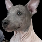 American Hairless Terrier