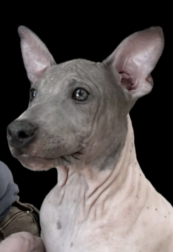 American Hairless Terrier