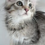 Chaton sibérien