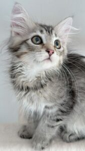 Chaton sibérien