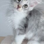 Sibérien à l'adoption