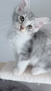 Sibérien à l'adoption