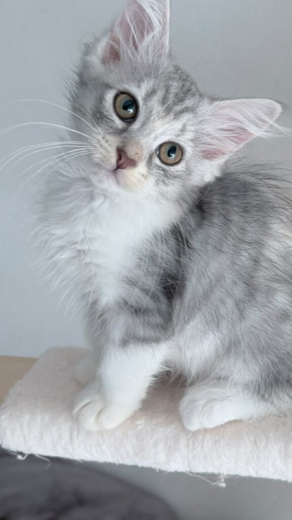 Sibérien à l'adoption