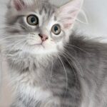 Sibérien à adopter