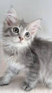 Sibérien à adopter