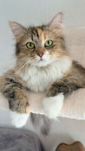 Femelle sibérien