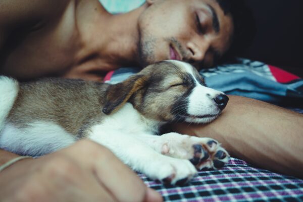 Anthropomorphisme dormir avec son chien