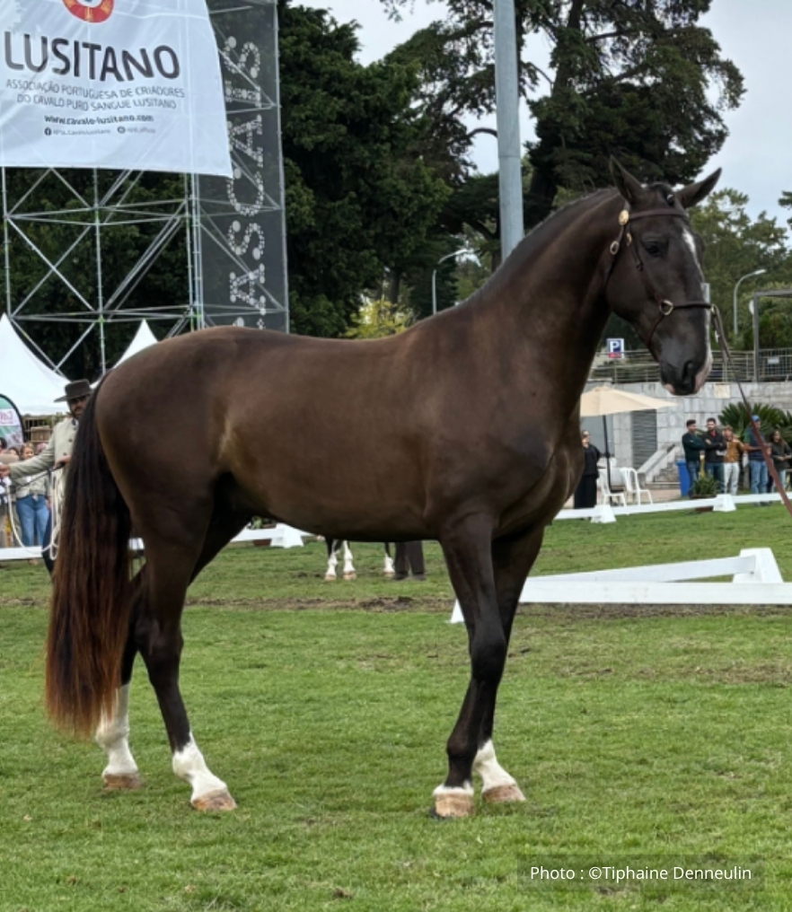 Lusitano