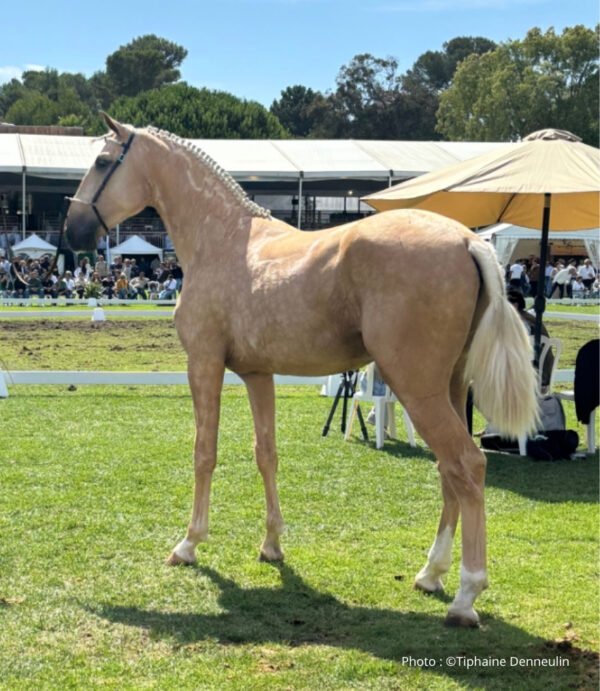 Cheval portugais à adopter