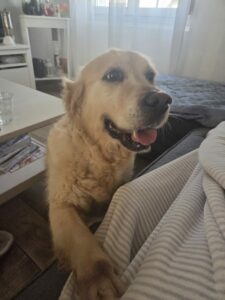 Golden retriever à adopter
