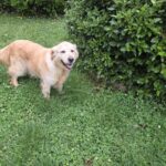 Golden retriever à adopter