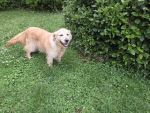 Golden retriever à adopter