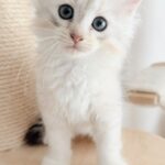 chaton à vendre