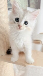 chaton à vendre