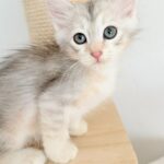 chaton à adopter