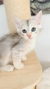 chaton à adopter