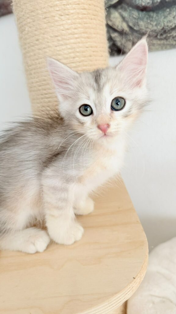 chaton à adopter