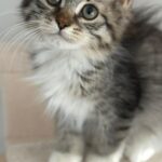 Chaton sibérien