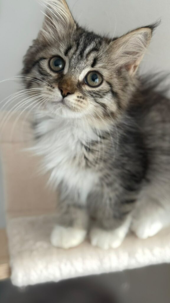 Chaton sibérien