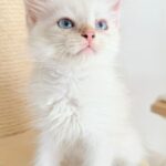 Chaton à l'adoption